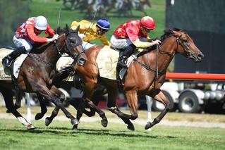 Dual Group One winner Madison County who will have a three-quarter sister in the Sale at Lot 22.